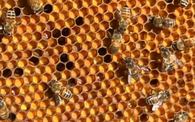 Pain d’Abeille : Un Allié de Santé et de Vitalité, Proposé par Florent, Apiculteur Bio