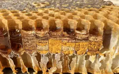 Qu’est-ce que le Pain d’Abeille ? Un Trésor de la Ruche, par Florent, Apiculteur Bio dans les Hautes-Pyrénées
