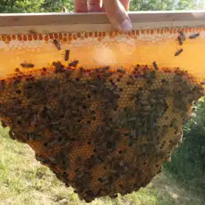 Rayon de couvain de Ruche Kenyane