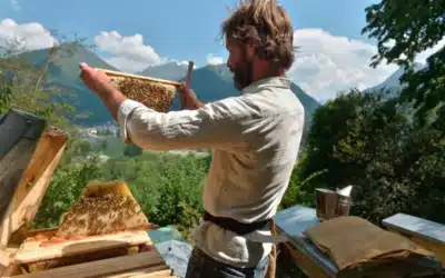 La Ruche Kenyane : avantages et inconvénients