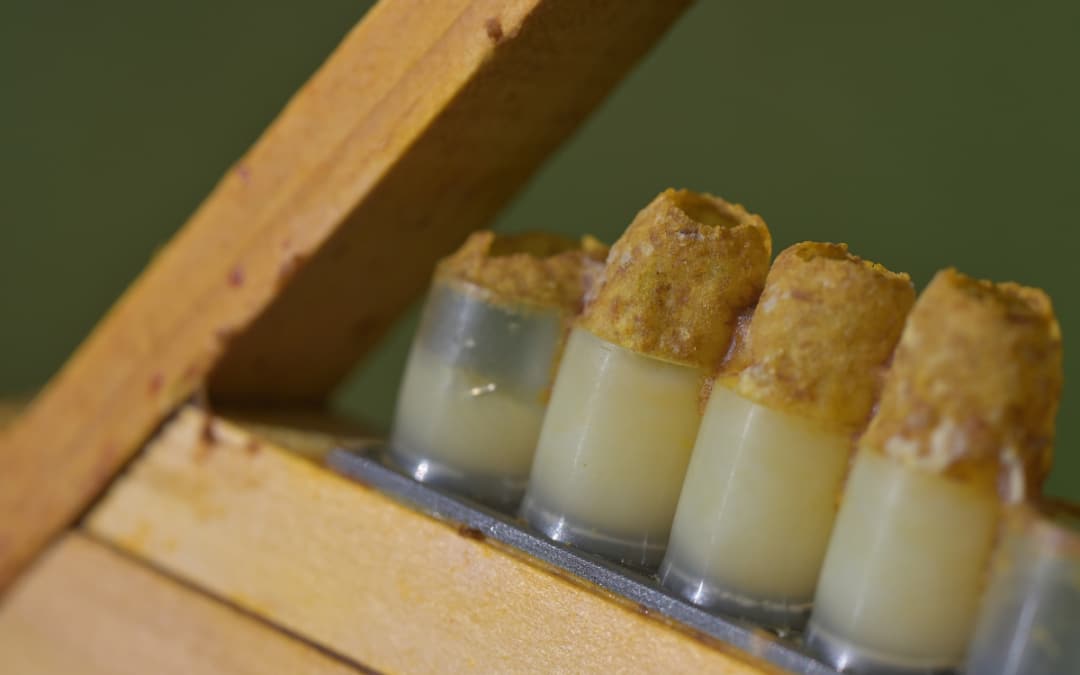 Qu’est-ce que la Gelée Royale?