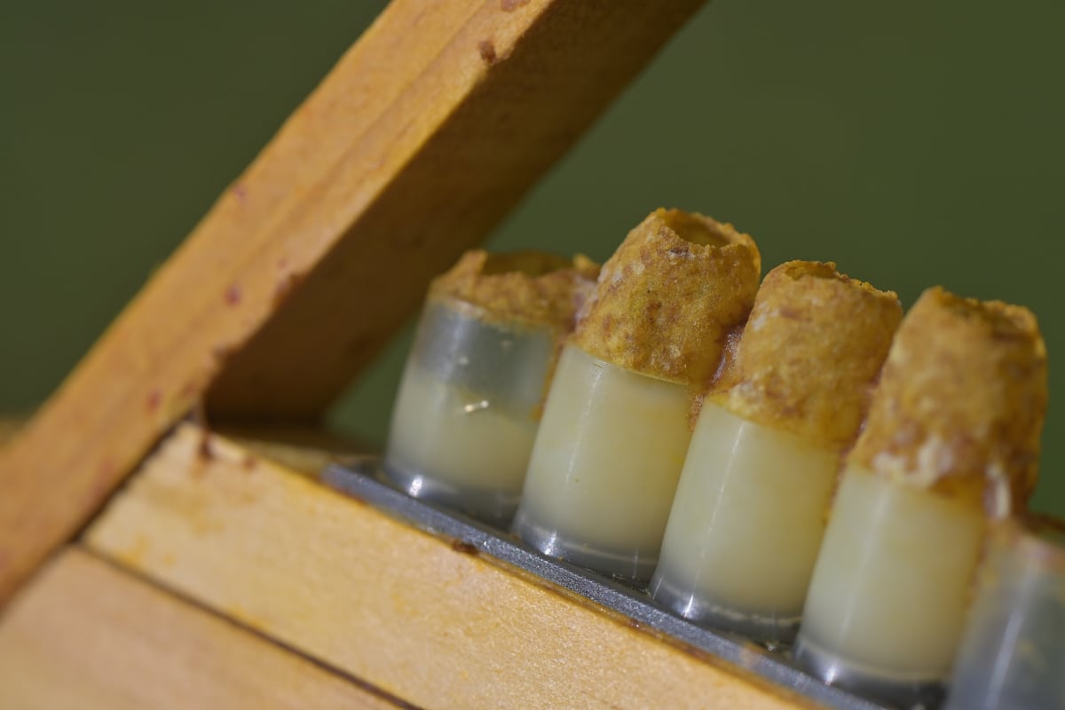 gelée royale dans les cupules