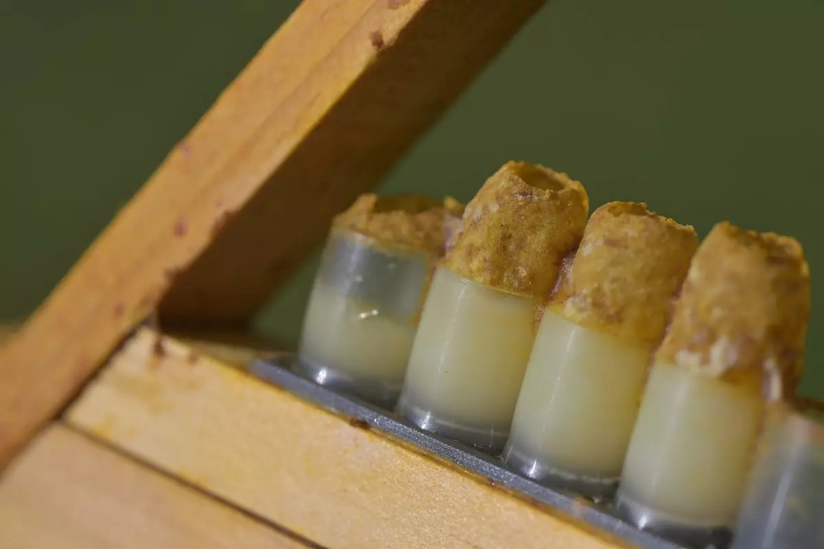 gelée royale bio française gelée royale dans les cupules