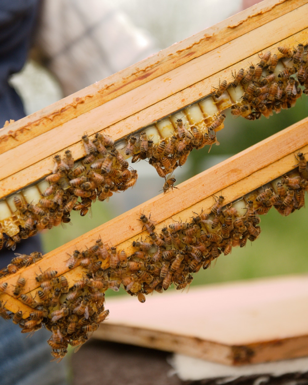 Récolte de gelée royale bio au rucher