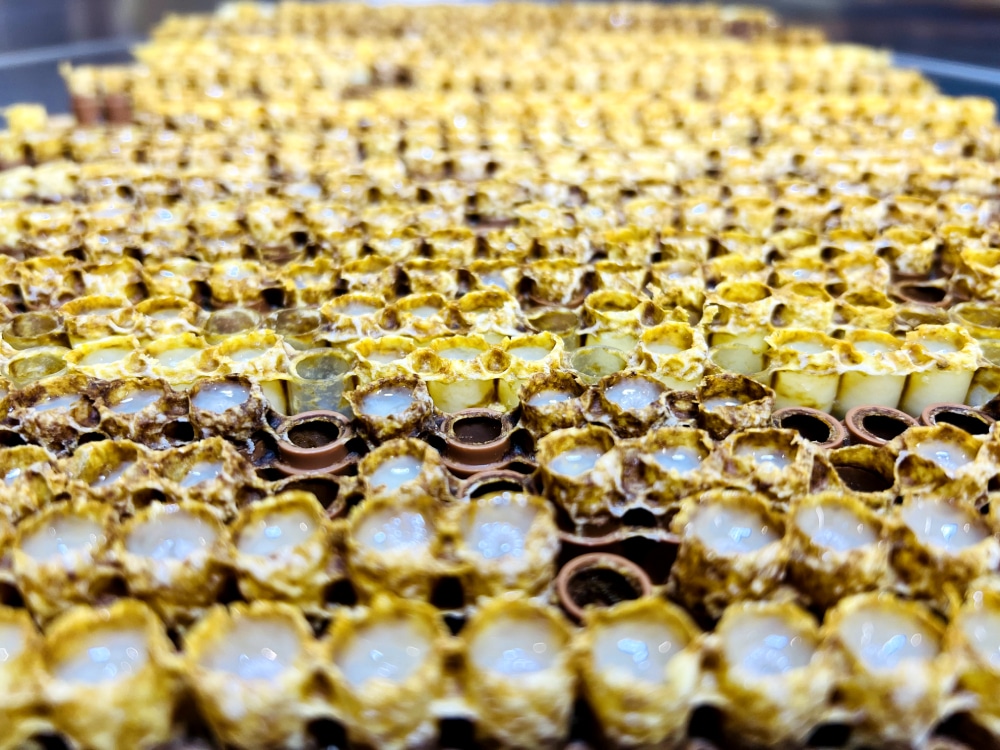 Récolte de gelée royale bio