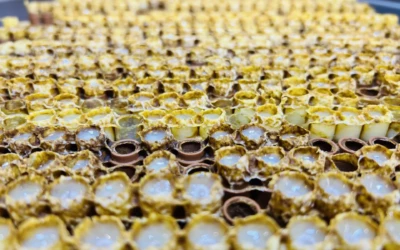 Tout savoir sur la « production de gelée royale »