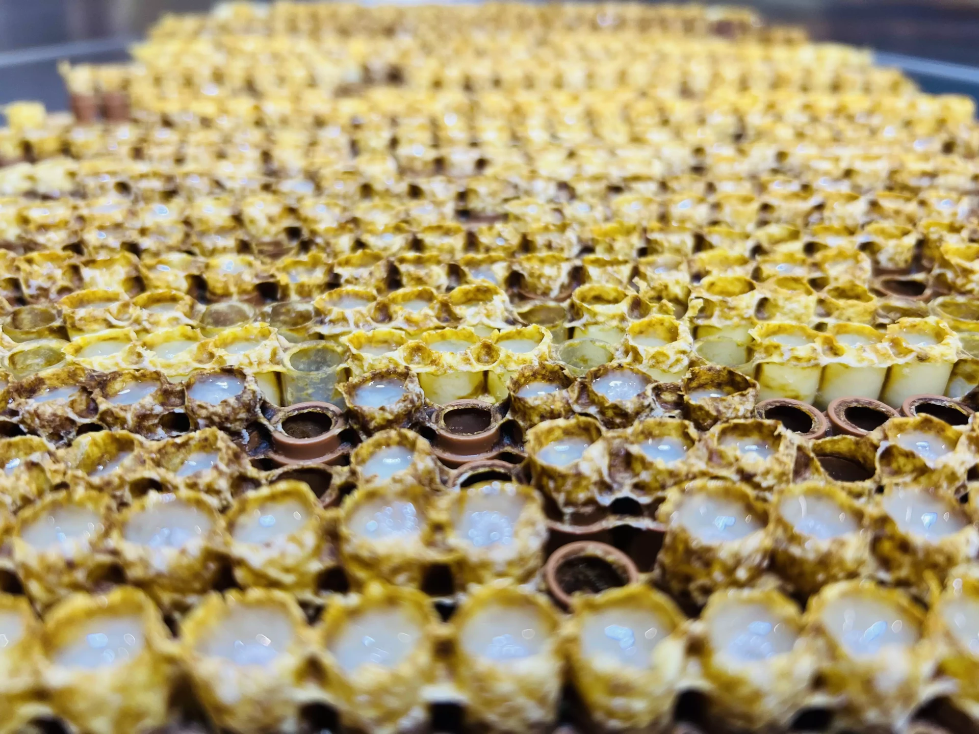 Récolte gelée royale bio gelée royale bio