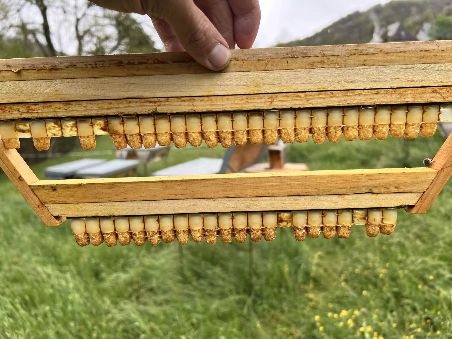 gelée royale bio fraîchement récoltée