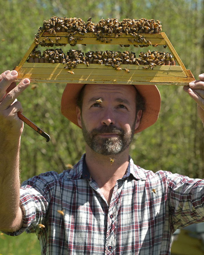 recolte de gelée royale