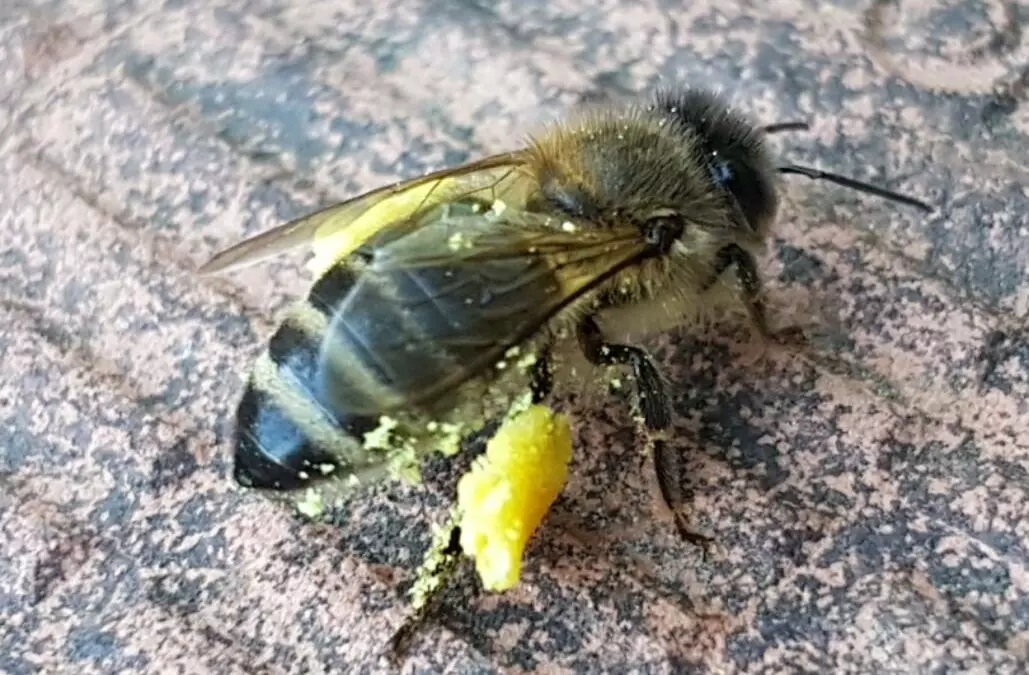 Abeille noire : origine, hybridation et essaims expliqués