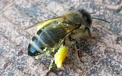 Abeille noire : origine, hybridation et essaims expliqués