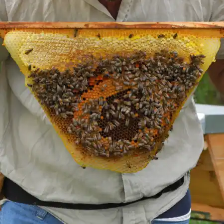 Inspection des ruches à gelée royale