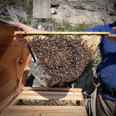 Ruche à miel au Rucher Pentu. Inspection des abeilles en mars