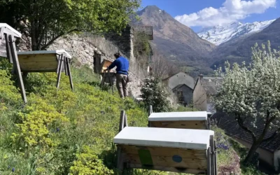 Sortie d’hiver des ruches : visites des ruches à miel et gelée royale, essaims disponibles au printemps