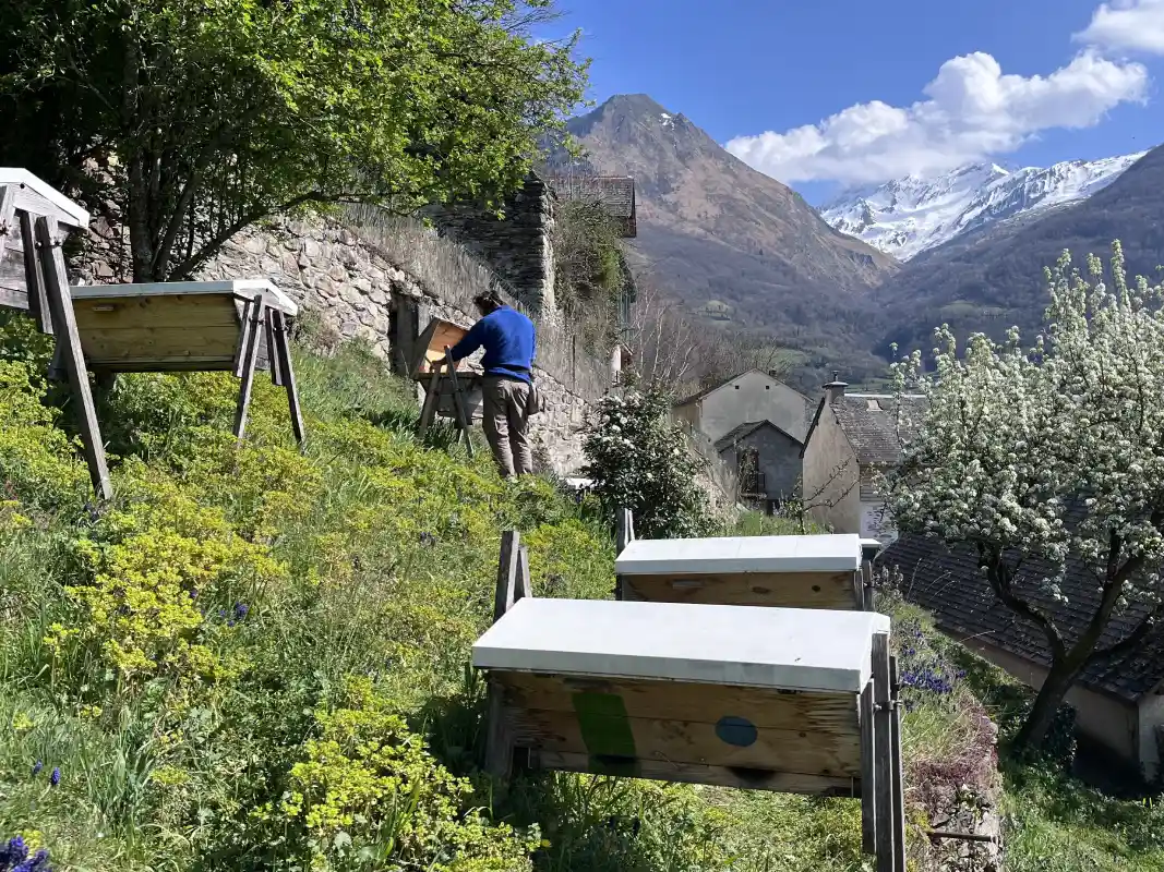 visite-printemps-ruches-a-miel-pyrenees Apiculteur au Rucher Pentu dans les Hautes-Pyrénées en Mars