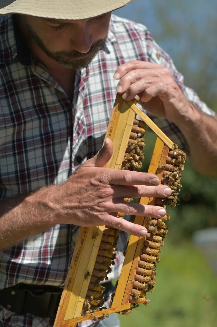 Production de gelée royale française en apiculture professionnelle alternative