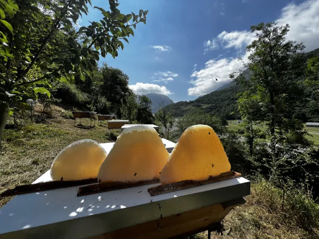 Construction naturelle de cire sur barrettes en ruche kenyane TBH