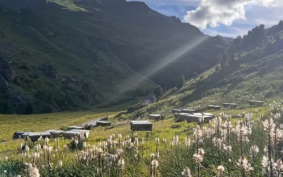 Apiculture : Vivre de la Ruche Kenyane ? Mon Bilan après 5 ans