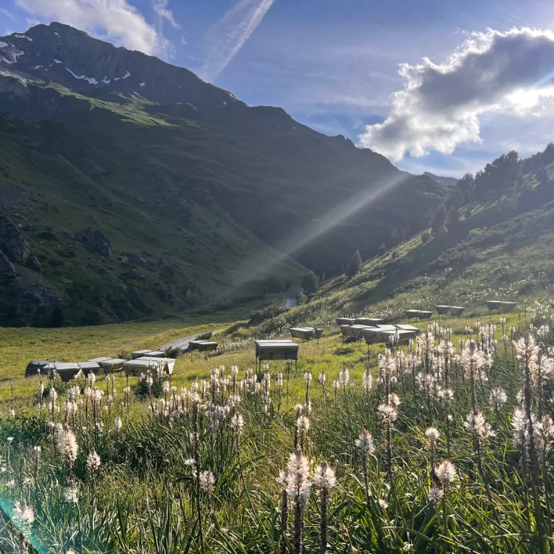 Rucher KTBH Alignement de ruches kenyanes KTBH au Rucher Pentu en environnement naturel