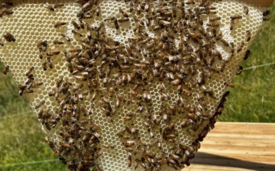 Cire d’abeille : un problème récurrent qui confirme nos choix au Rucher Pentu