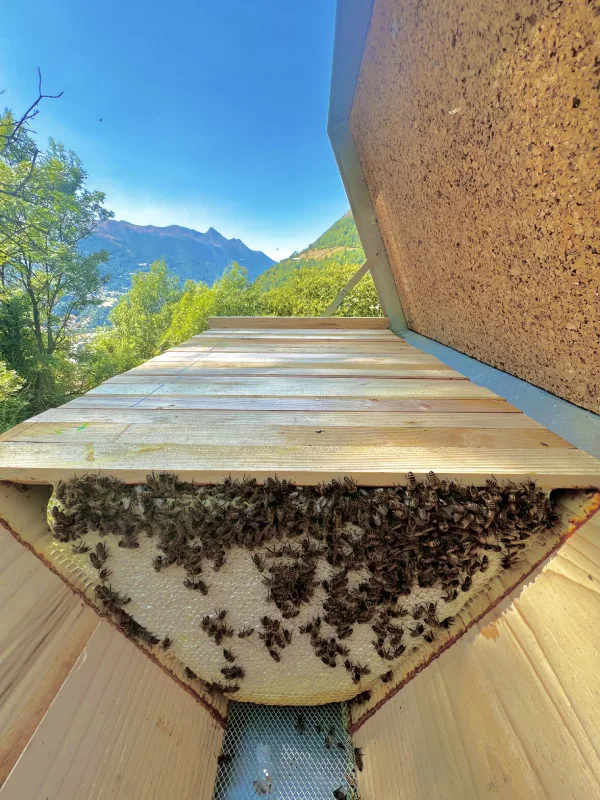 Vue de l'intérieur d'une ruche kenyane montrant la forme en V des rayons de cire pure renfermant du miel operculé