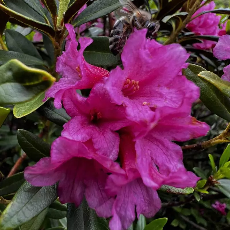 Abeille butinant une fleur de rhododendron en haute altitude dans les Pyrénées