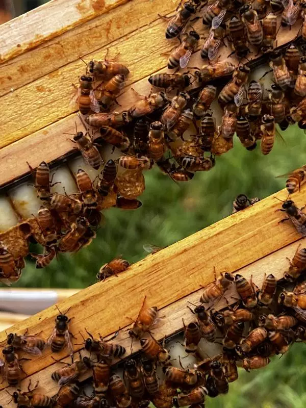 Gros plan sur la production de gelée royale bio du Rucher Pentu