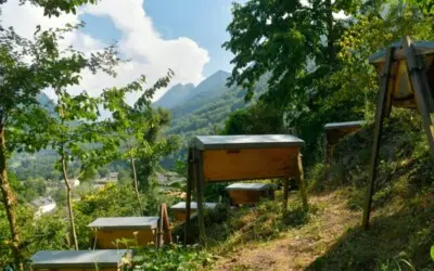 Miel de montagne et Gelée Royale des Pyrénées : pourquoi la production en ruche kenyane est unique