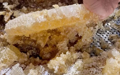 Miel pressé à la main : le secret de notre miel de montagne des Pyrénées