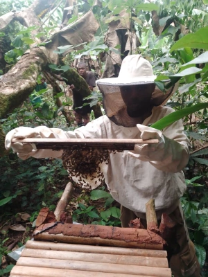 Nouvel apiculteur Baka et sa ruche tressée colonisée