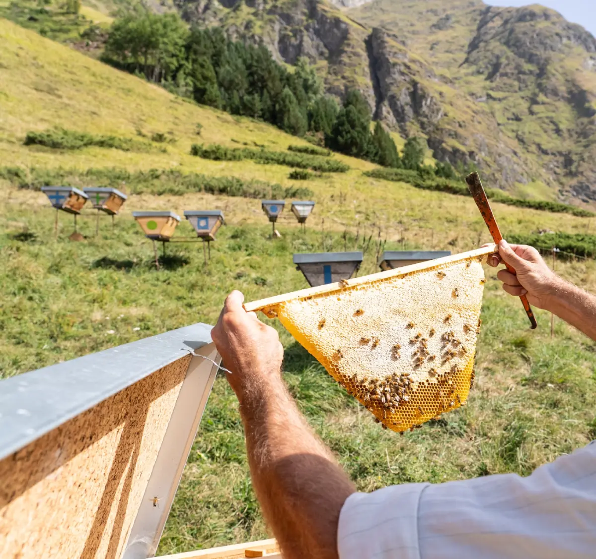 observation rayon de miel sur rucher Observation d'un rayon d'abeilles avec du miel au rucher de gavarnie