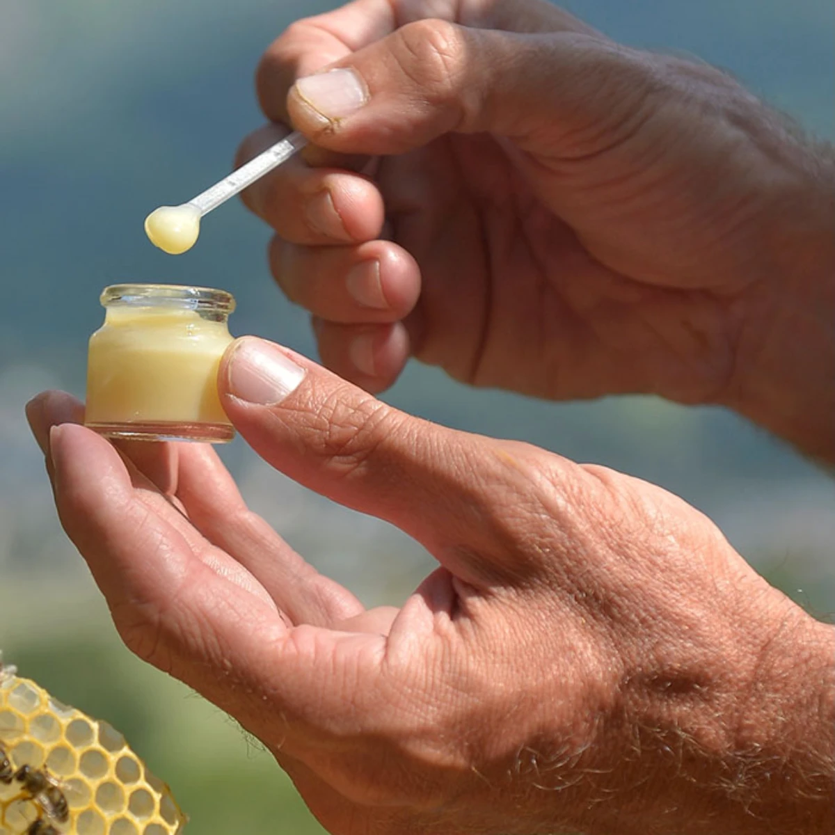 Une dose gelee-royale Une main qui montre une dose de gelée royale d'un pot de 10g